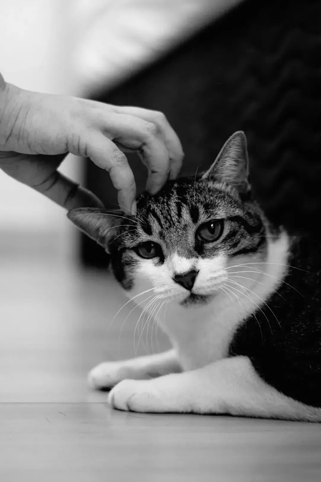 What to Pack for a Stress-Free Pet Sitting Experience