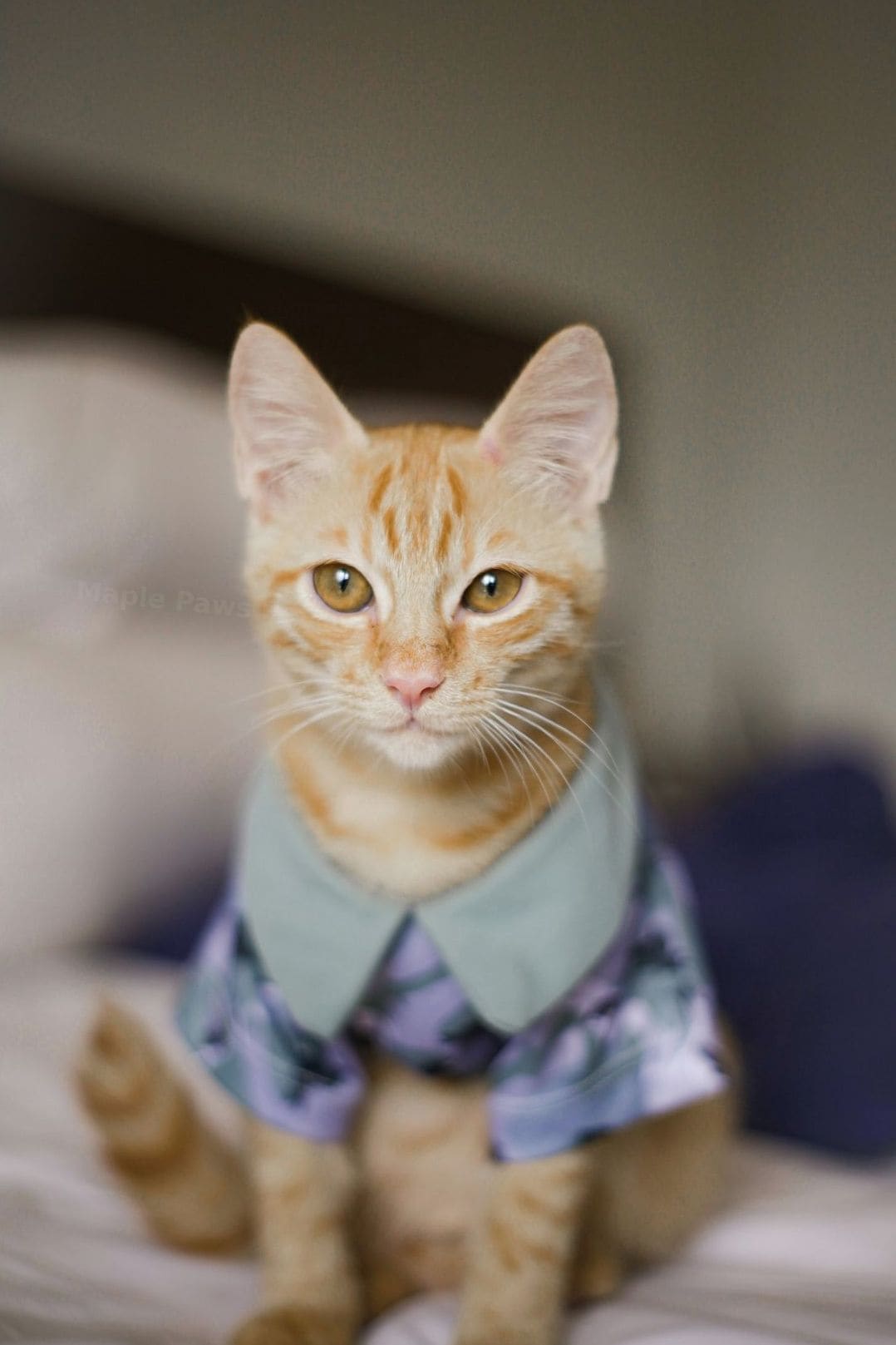 Maple Paws Pet Services 11