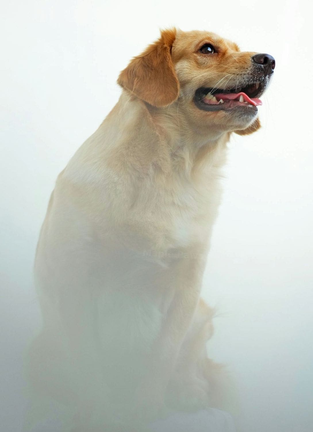 Maple Paws Pet Services 15