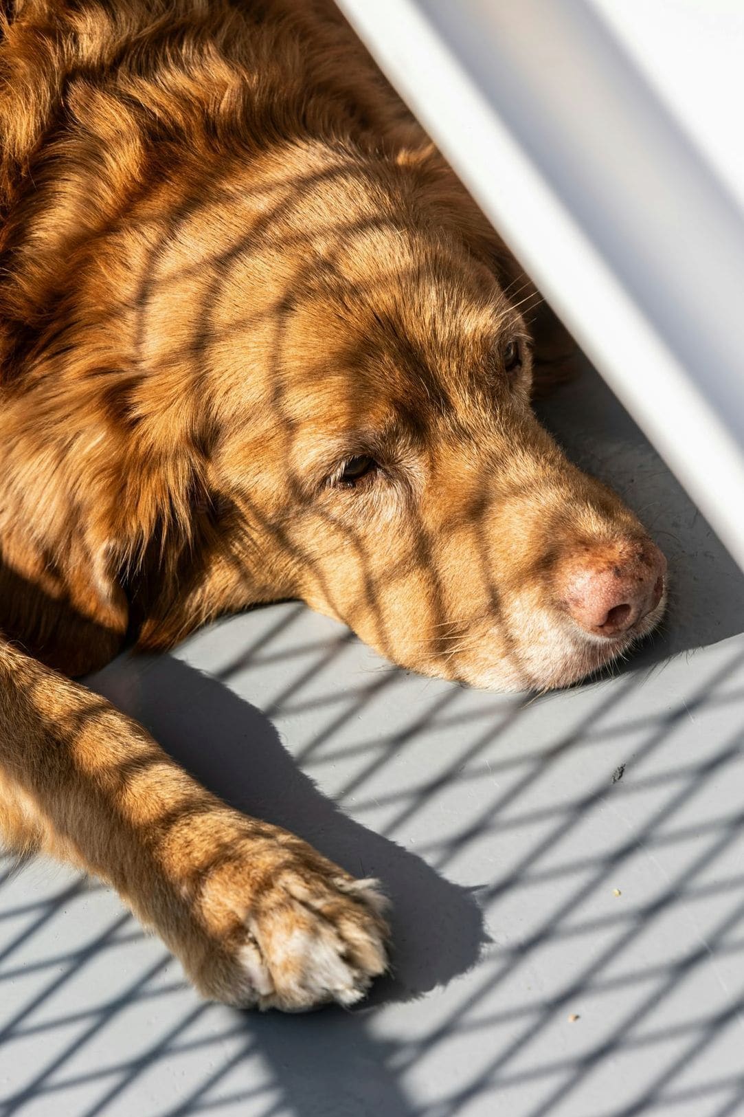 Maple Paws Pet Services 4