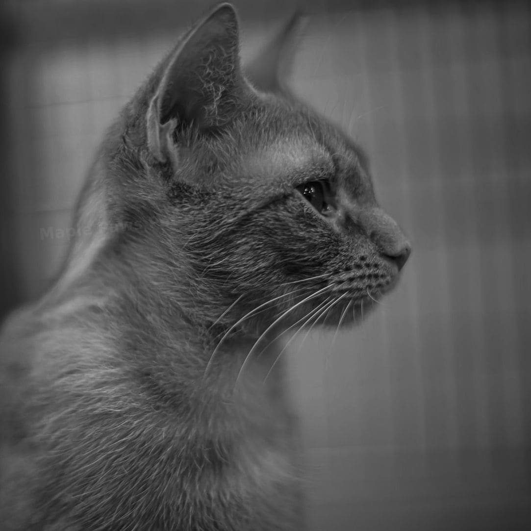 Maple Paws Pet Services 8