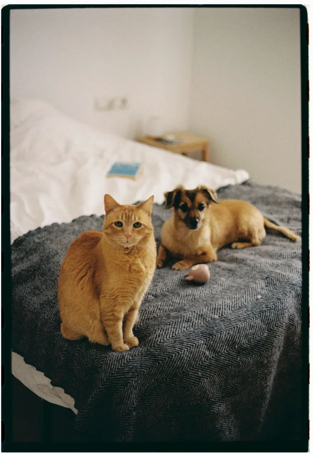 Pet sitting